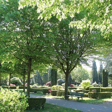 Sonniger Park mit grünen Bäumen, geschnittenen Hecken und einer Bank.